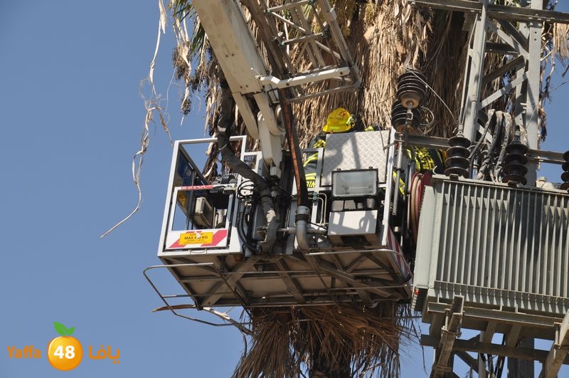 cat lud 910 (17).JPG